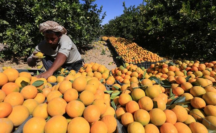 انقطاع الرواتب والبطالة في اليمن يتسببان في كساد الفواكه الموسمية