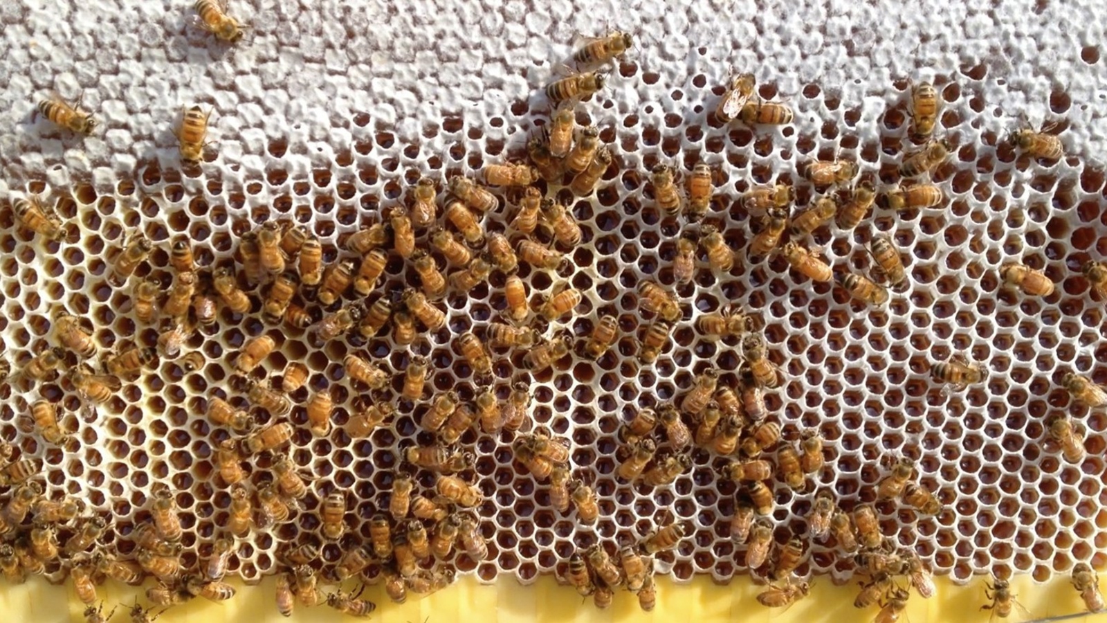 تقرير بحثي يحذر من اندثار مهنة النحل في اليمن بسبب تداعيات الصراع