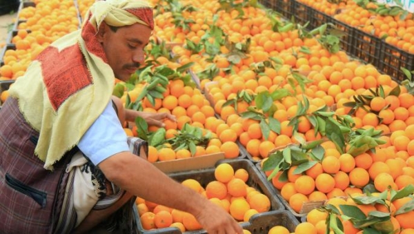الحرب تدفع بالزراعة اليمنية.. تركيز على زيادة إنتاجية المحاصيل القابلة للتصدير
