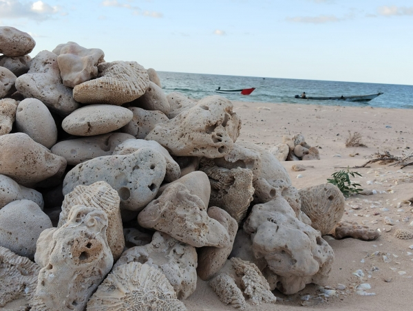 الكشف عن نقل مئات الأطنان من أحجار الشعاب المرجانية في سقطرى إلى دولة الإمارات