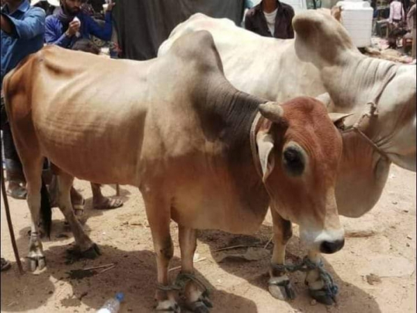 الحوثيون يفرضون جبايات على تجار الحيوانات والمواشي في إب