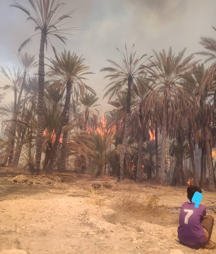 حريق ضخم يلتهم مئات النخيل في حضرموت لليوم الثاني على التوالي