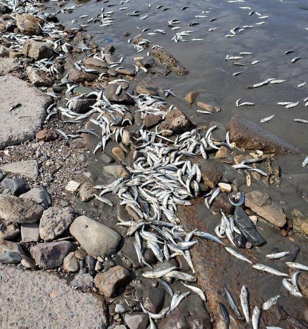 توضيح هام من "حماية البيئة" حول سبب نفوق الأسماك في ساحل أبين