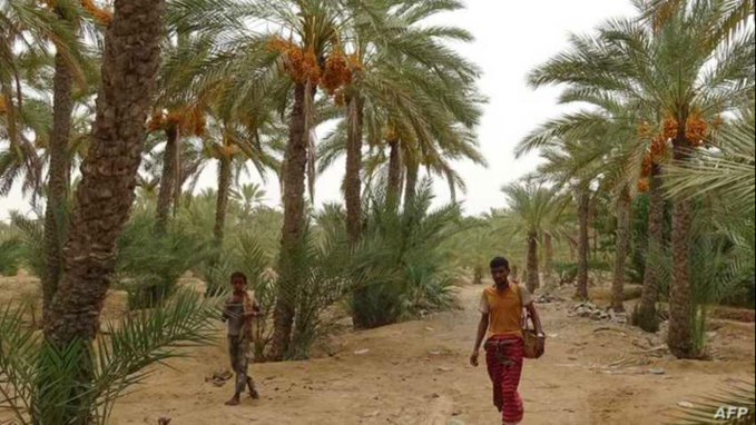 خبراء يحذرون: الحرب في اليمن تهدد الغابات وتحولها لصحراء جرداء