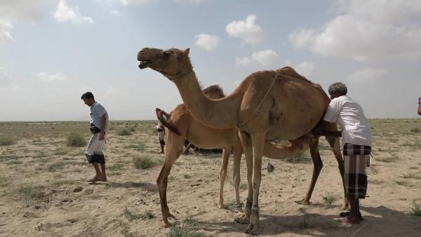 نفوق أكثر من 40 رأساً من الإبِل إثر انتشار وباء فتّاك في رأس العارة بلحج